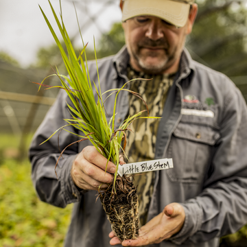 Image of little Bluestem grass plug.
